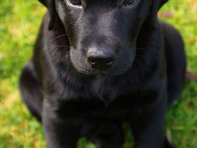 Scout