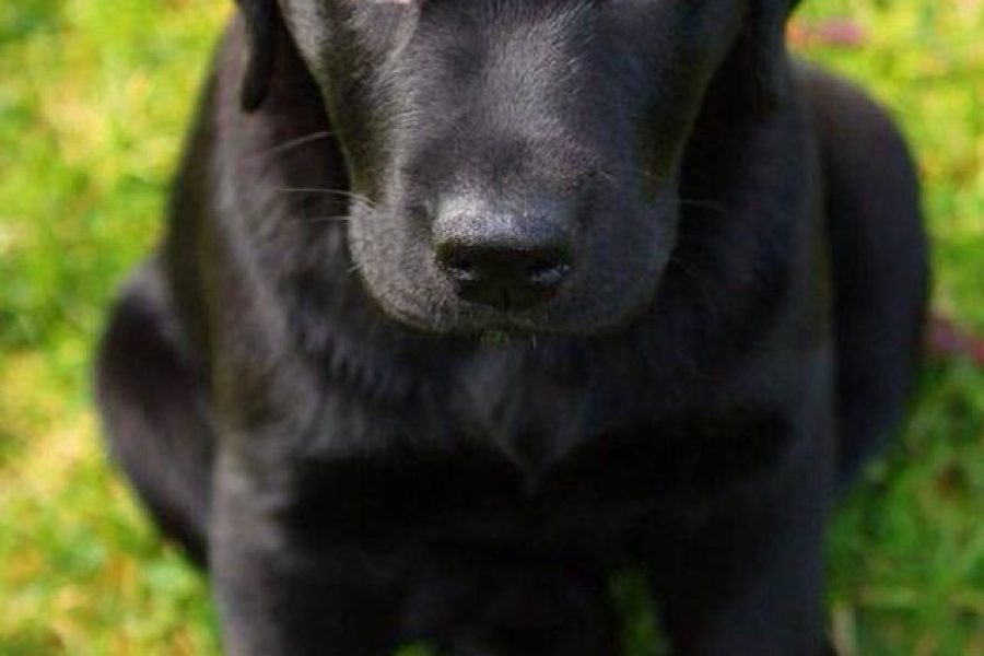 Scout